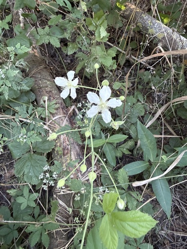 European dewberry