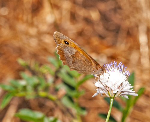 Meadow Brown