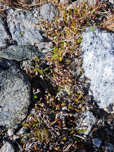 Moss Bell-heather