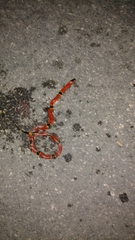 Micrurus diastema alienus