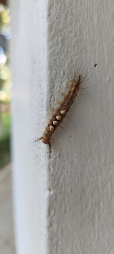 Rusty Tussock Moth