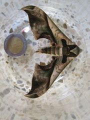 Adhemarius blanchardorum