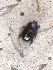 Temnorhynchus retusus