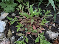 Myosotis sparsiflora