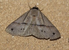 Ophyx eurrhoa