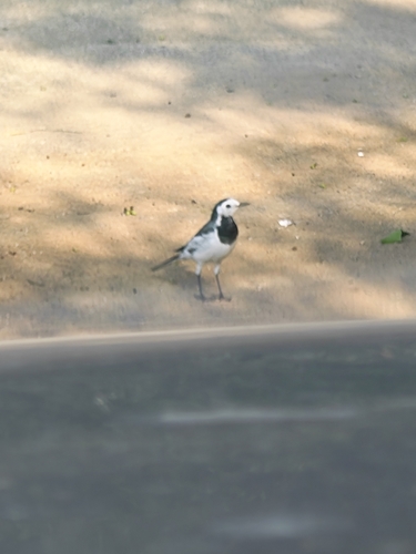 White Wagtail