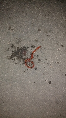 Micrurus diastema alienus