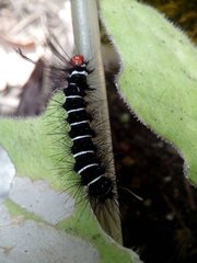 Lepidoptera