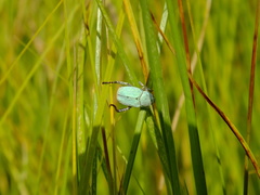 Hoplia parvula