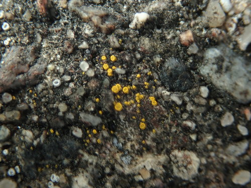 Auksiškoji geltūnė