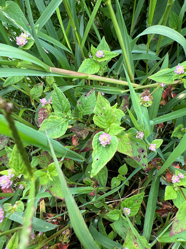 Nepal Persicaria