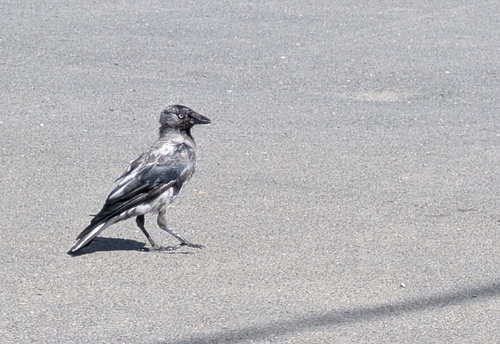 Eurasian Jackdaw