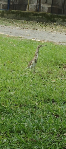 Indian Pond-Heron