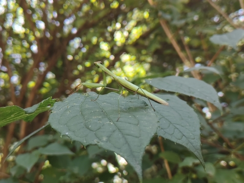 European Mantis