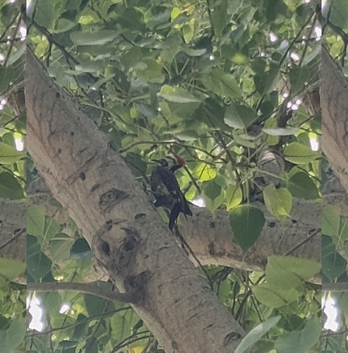 Black-rumped Flameback