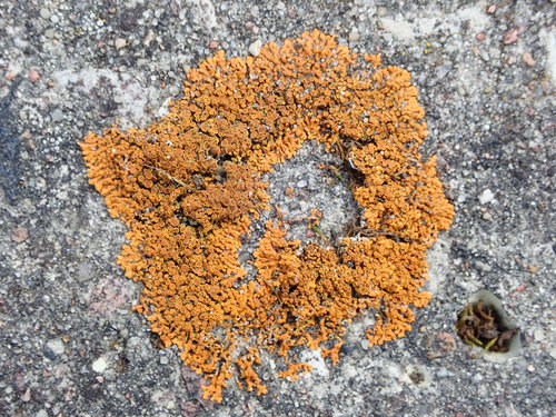 Puikioji geltonkerpė