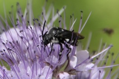 Thyreus