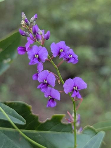 False Sarsaparilla