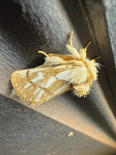 Bag-shelter Moth