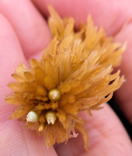 Sphagnum lindbergii observed 2026-08-13