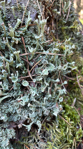 Finger Cup Lichen