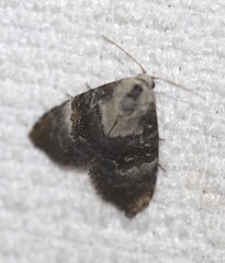 Acatapaustus leucospila