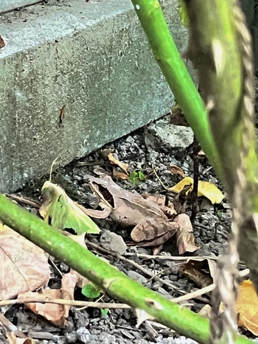 Agile Frog
