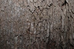 Capillipedium spicigerum, photograph (c) Greg Tasney, some rights reserved (CC BY-SA)