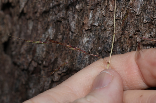Capillipedium spicigerum