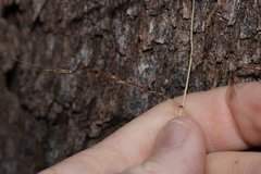 Capillipedium spicigerum