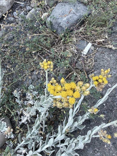 Cladochaeta candidissima