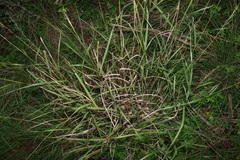 Capillipedium spicigerum, photograph (c) Greg Tasney, some rights reserved (CC BY-SA)