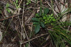 Clematicissus opaca, photograph (c) Greg Tasney, some rights reserved (CC BY-SA)