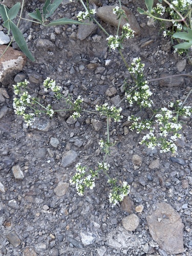 Spreading Bedstraw