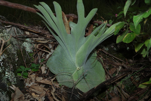 Platycerium superbum, photograph 4