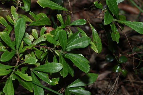 Psychotria daphnoides, photograph 5