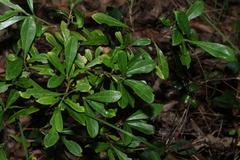 Psychotria daphnoides, photograph (c) Greg Tasney, some rights reserved (CC BY-SA)