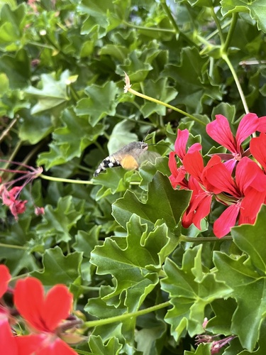 Eurasian Hummingbird Hawkmoth