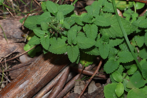 Teucrium argutum
