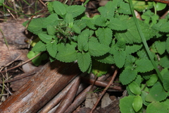 Teucrium argutum