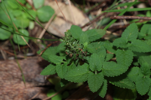 Teucrium argutum, photograph 1