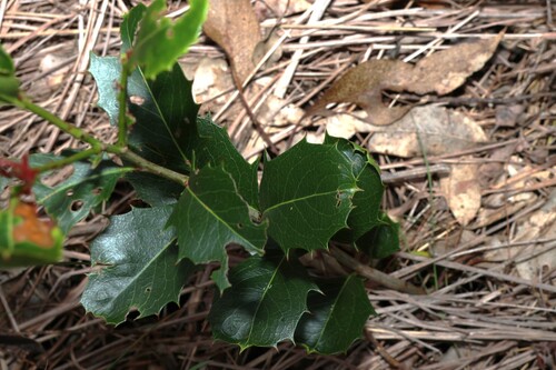 Denhamia bilocularis, photograph 3