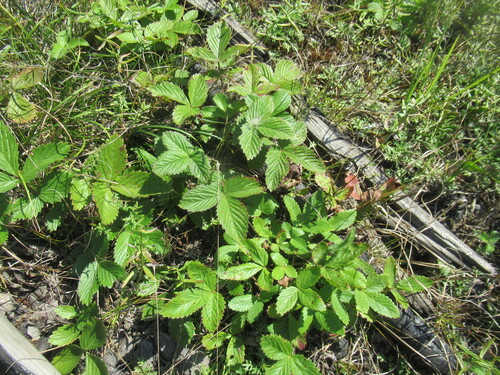 Potentilla fragarioides, photograph 3