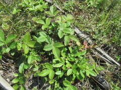 author not stated, no rights reserved Potentilla fragarioides, photograph author not stated, no rights reserved