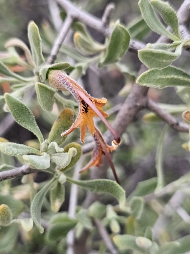 Scaevola tomentosa