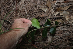 Denhamia bilocularis, photograph (c) Greg Tasney, some rights reserved (CC BY-SA)