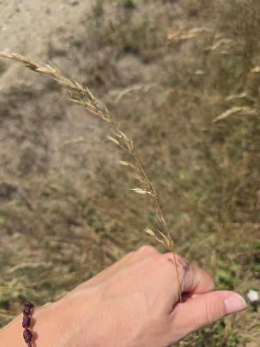 tall oat grass