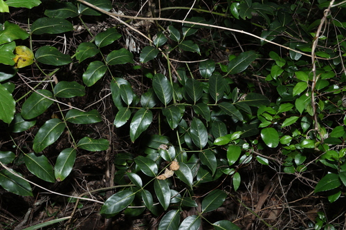 Polyscias elegans, photograph 6