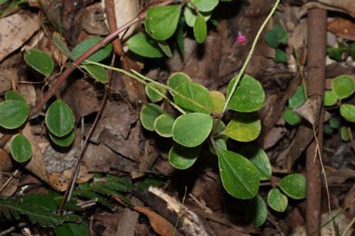 Peperomia leptostachya, photograph 6