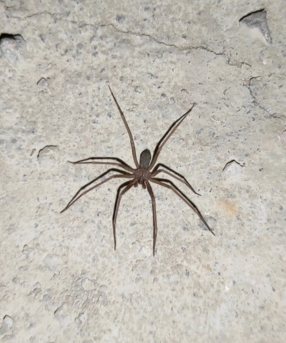 Mediterranean recluse